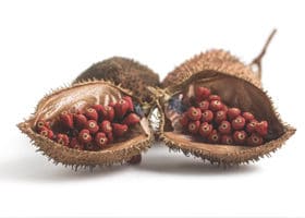 annatto-samen-in-frucht