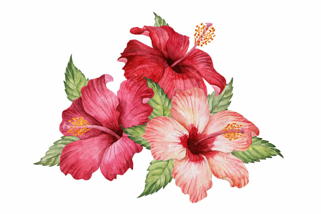 Hibisbusblüten Artikelbild